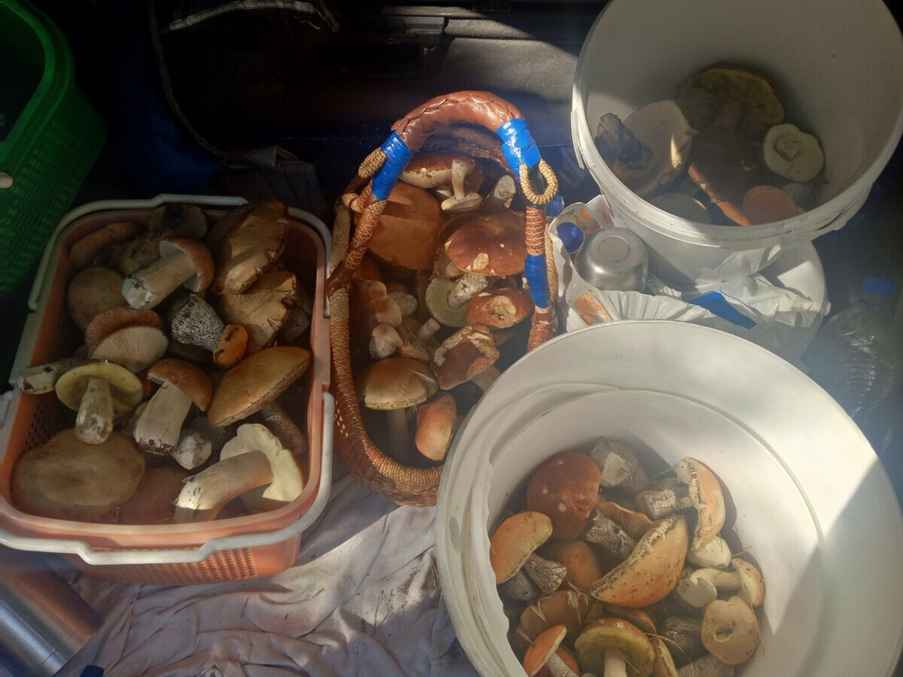 "Лезут, родненькие" — Белорусы показали, какие грибы собрали в первые дни осени. Где нашли россыпь опят?