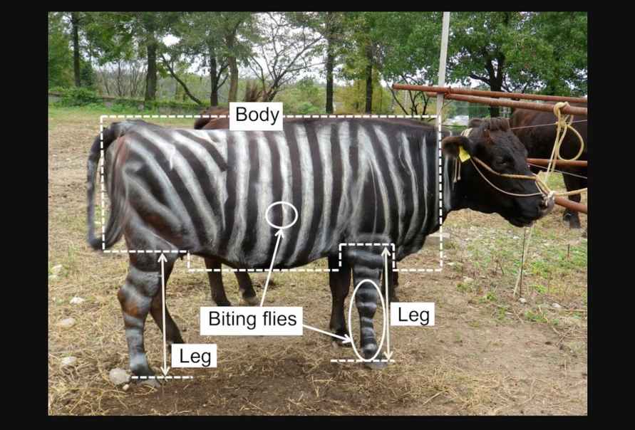 Корова-зебра, 35-летний ноготь и съедобный тефлон. В США вручили Шнобелевскую премию - 2025