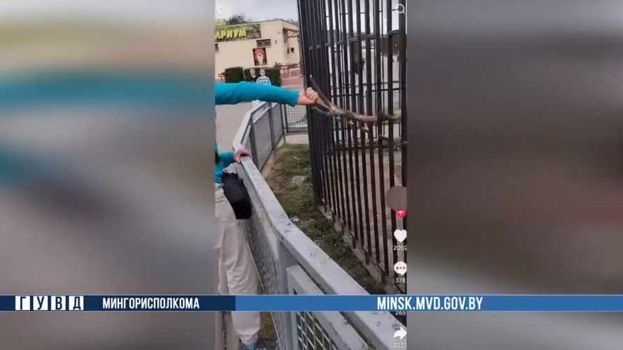 Милиция задержала 50-летних жителей Витебщины, которые издевались над оленем в Минском зоопарке