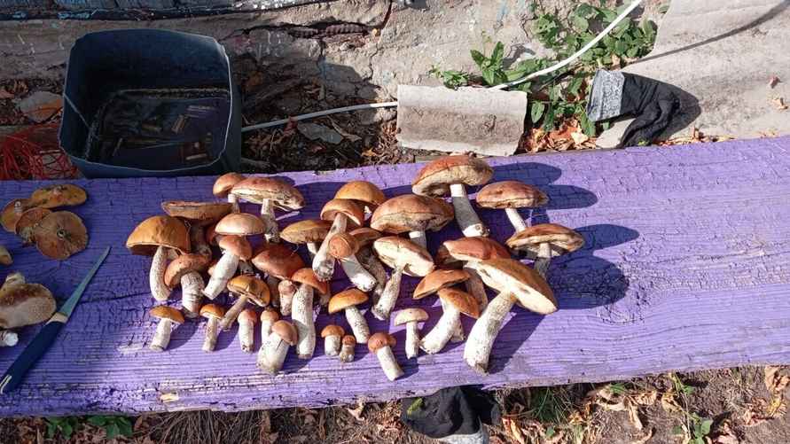 Белорусские грибники объявили начало второй волны «золотых» боровиков. Где уже берут полными корзинами?