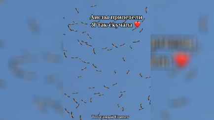 Появилось видео, как сотни аистов прилетели в Египет — «Наши белорусские тусят»