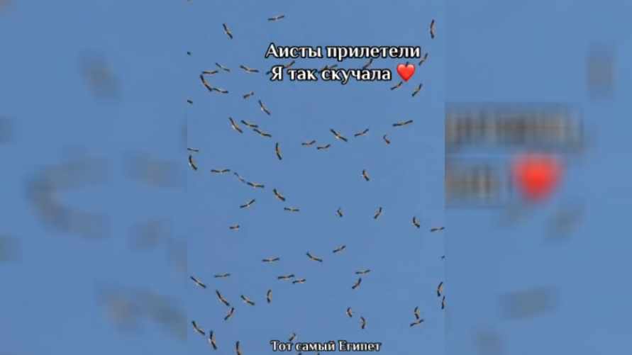 Появилось видео, как сотни аистов прилетели в Египет — "Наши белорусские тусят"