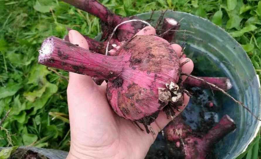 Не пропустите эти 6 работ на участке в сентябре. Иначе весной будете жалеть