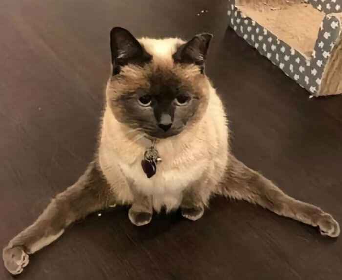 Эти 15 забавных котов заставили интернет умиляться и смеяться в голос