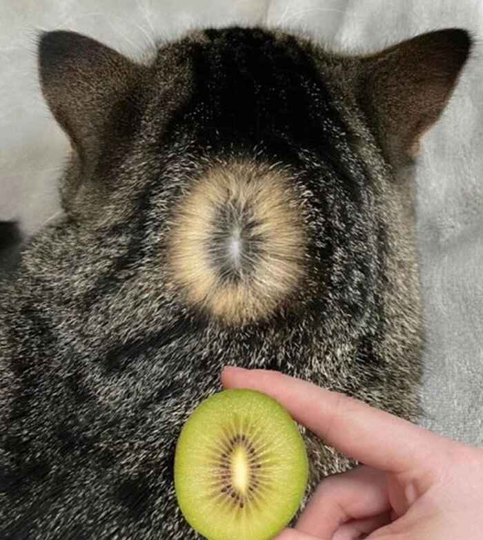 Эти 15 забавных котов заставили интернет умиляться и смеяться в голос