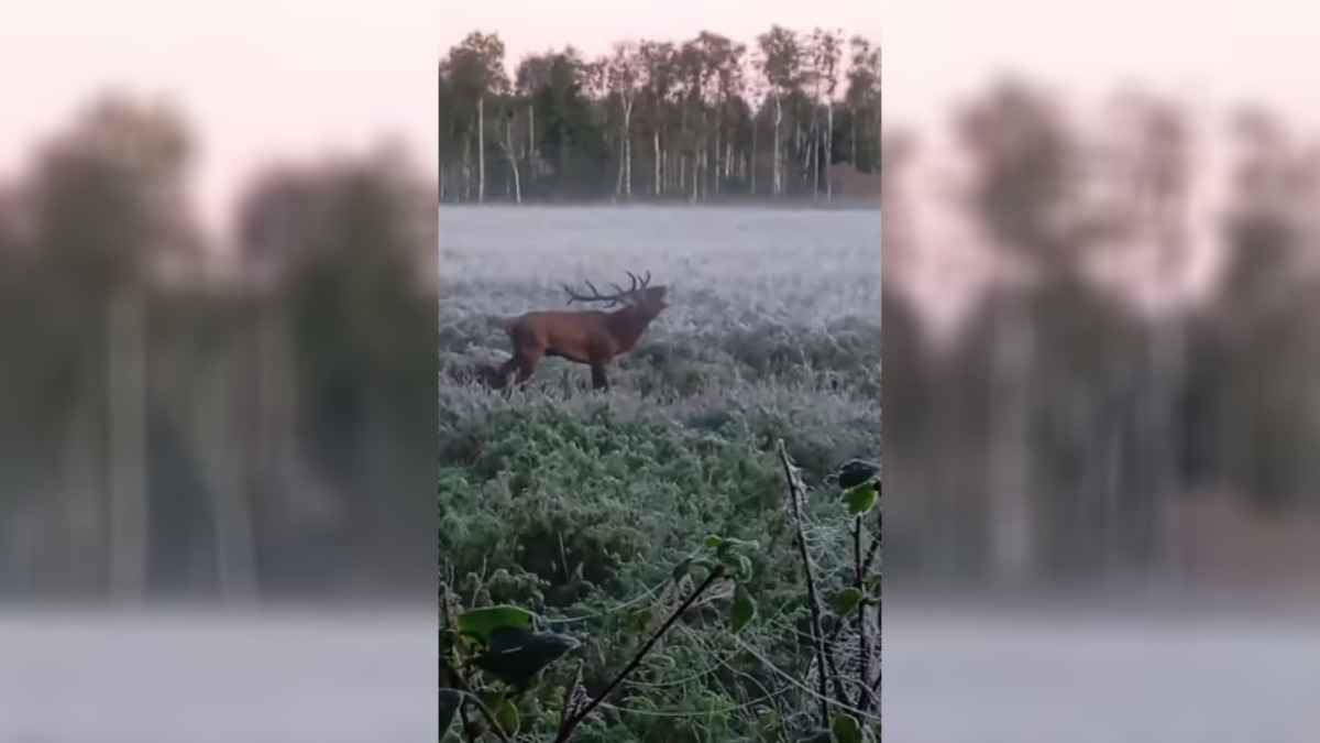 «А если бы заметили?» - Видео гона оленей, снятое белорусом с рискованно близкого расстояния, набрало 1,2 млн просмотров