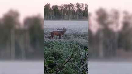 «А если бы заметили?» — Видео гона оленей, снятое белорусом с рискованно близкого расстояния, набрало 1,2 млн просмотров
