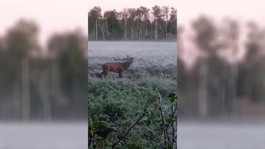 «А если бы заметили?» - Видео гона оленей, снятое белорусом с рискованно близкого расстояния, набрало 1,2 млн просмотров