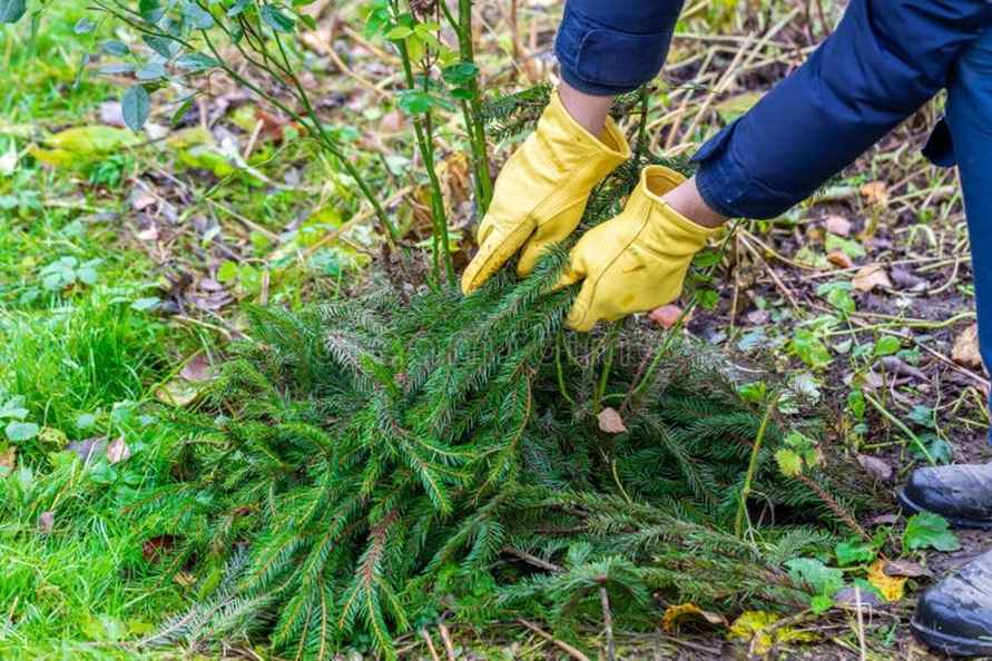 Как белорусам защитить сад и огород от первых заморозков? Нашли 5 дешёвых способов