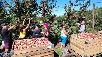 «Зелёные и мелковатые» — Аграрии рассказали, что будет с урожаем яблок в Беларуси в 2025 году
