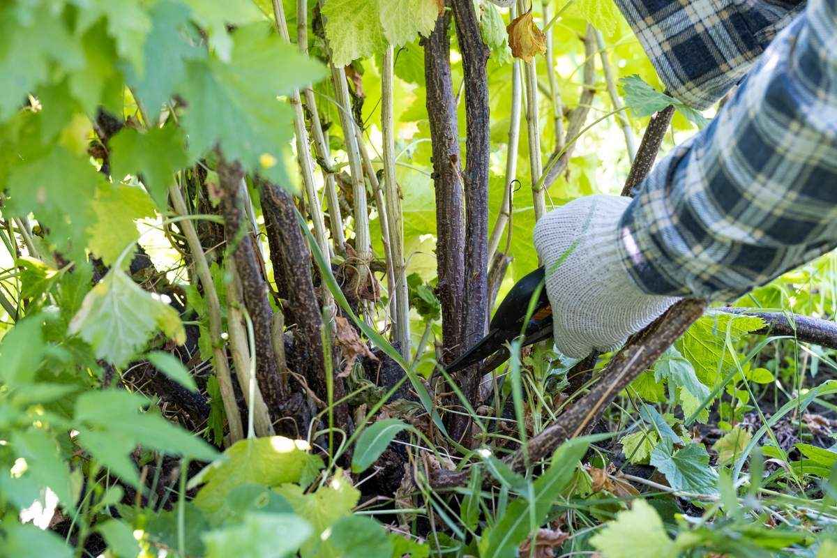 Пришло время обязательно обрезать кусты смородины. Как добиться обильного урожая в следующем сезоне?