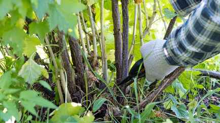 Пришло время обязательно обрезать кусты смородины. Как добиться обильного урожая в следующем сезоне?