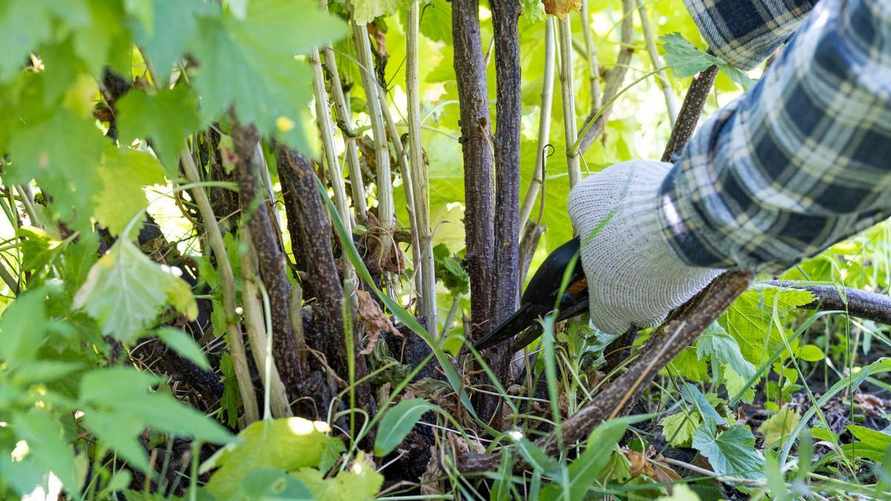 Пришло время обязательно обрезать кусты смородины. Как добиться обильного урожая в следующем сезоне?