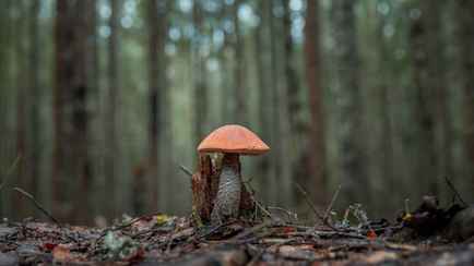 Фазы Луны влияют на рост грибов? Опытный грибник рассказал, когда и где искать полные корзины