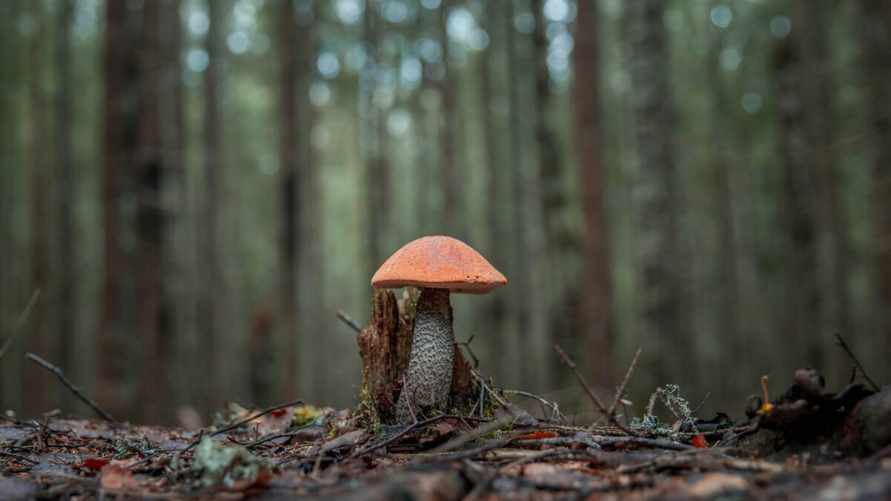 Фазы Луны влияют на рост грибов? Опытный грибник рассказал, когда и где искать полные корзины