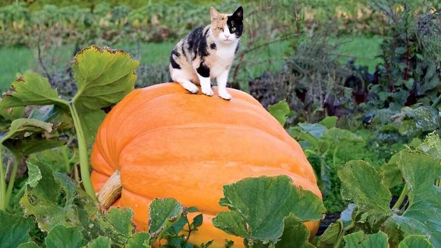 Эти 6 примет указывают, что тыква созрела. А зачем понадобится пенопласт?