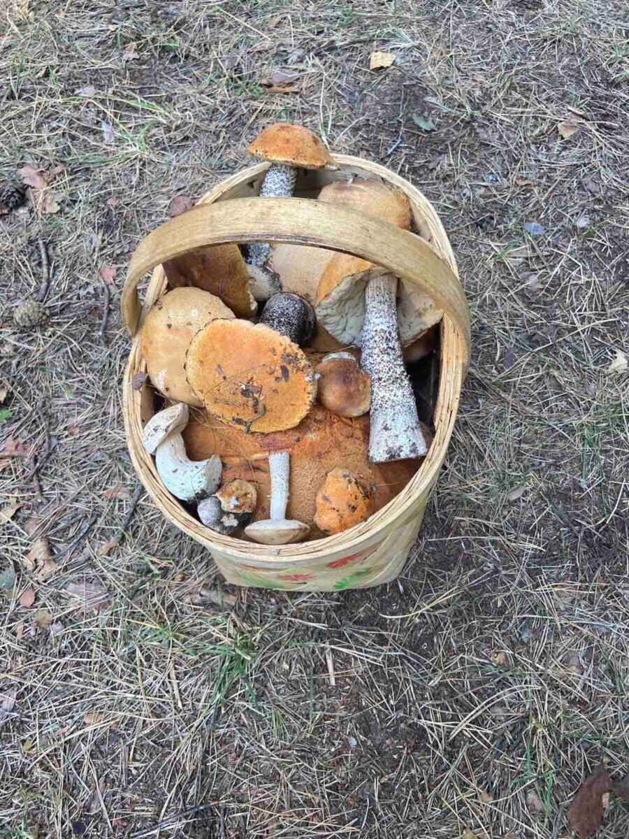 Лезут, родненькие — Белорусы показали, какие грибы собрали в первые дни осени. Где нашли россыпь опят?