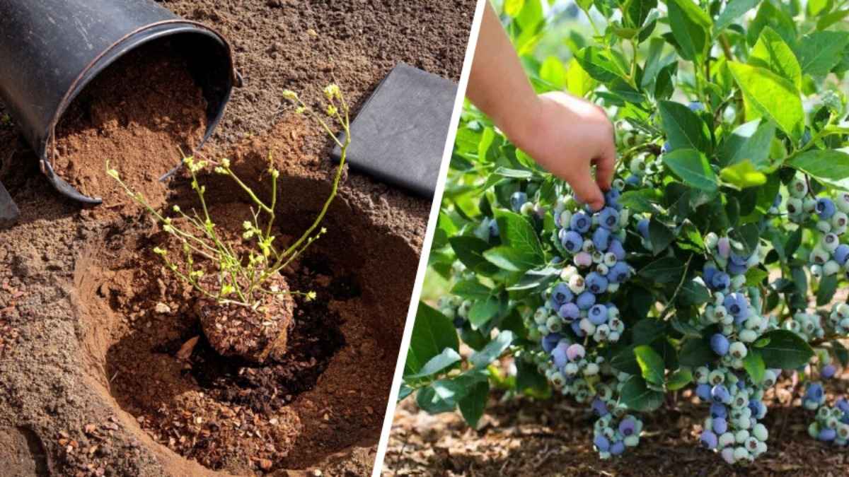 Как правильно посадить голубику осенью, чтобы собирать килограммы ягод? Избегайте этих 5 ошибок