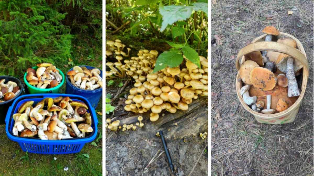 "Лезут, родненькие" — Белорусы показали, какие грибы собрали в первые дни осени. Где нашли россыпь опят?