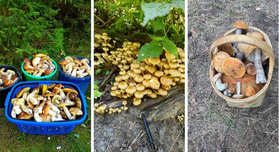 Так, целые кучки опят нашла жительница Витебской области