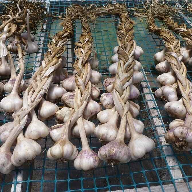 Чеснок не испортится до следующего лета, если сделаете так. Зачем нужна соль?