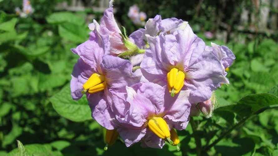 В Беларуси символом туризма выбрали цветок картошки