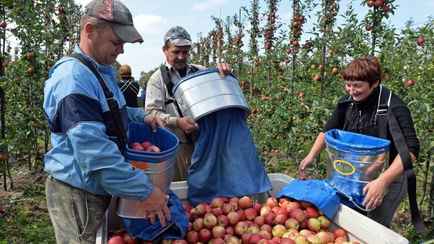 Польские яблоки нашли путь в Беларусь? Фермеры отчитались о неожиданных поставках