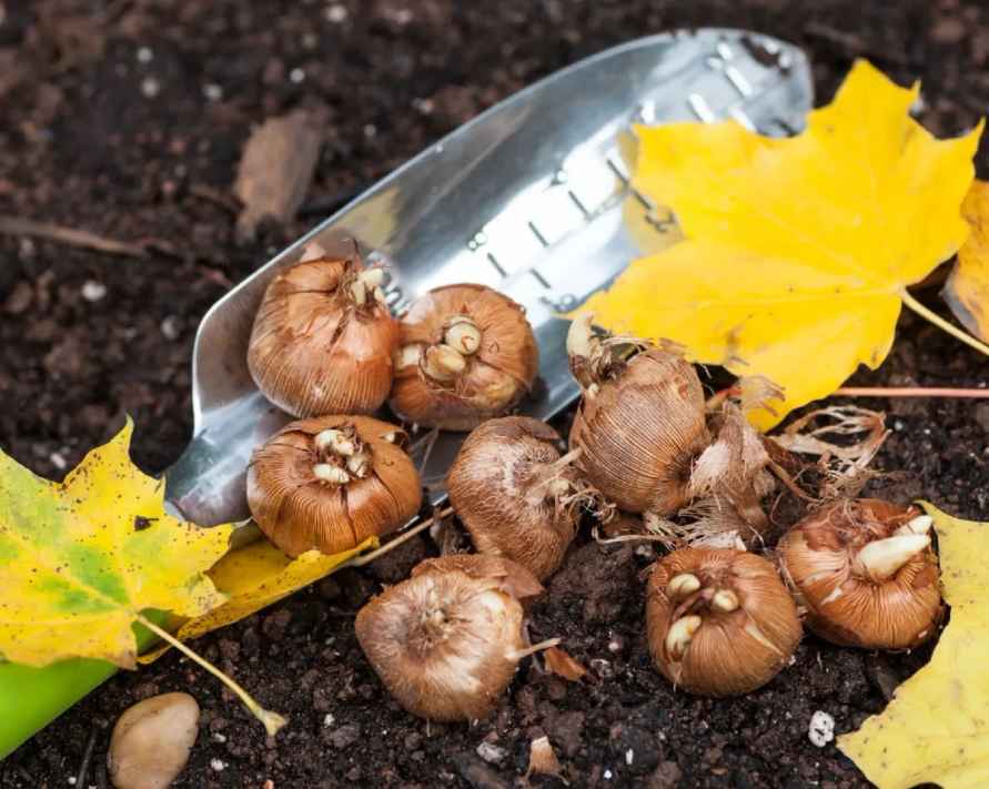 Ни в коем случае не делайте так при посадке луковичных этой осенью. Садоводы назвали 5 ошибок