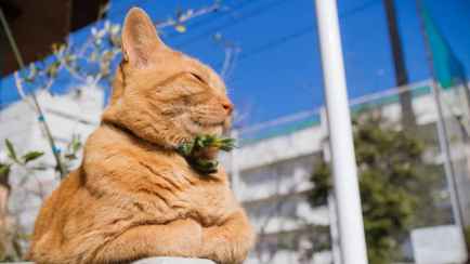 «Мощную тропическую волну» и +29°С пообещали синоптики белорусам на выходных. Когда ждать заморозки?