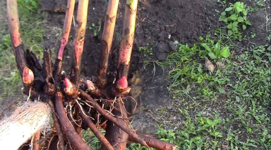 Положите под куст пиона этот продукт при посадке (пересадке) осенью. Пышное цветение гарантировано