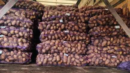 В России заблокировали партию картошки из Беларуси