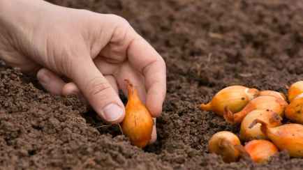 Обработайте лук одним из трёх подручных средств перед посадкой на зиму. Обильный урожай соберёте на месяц раньше