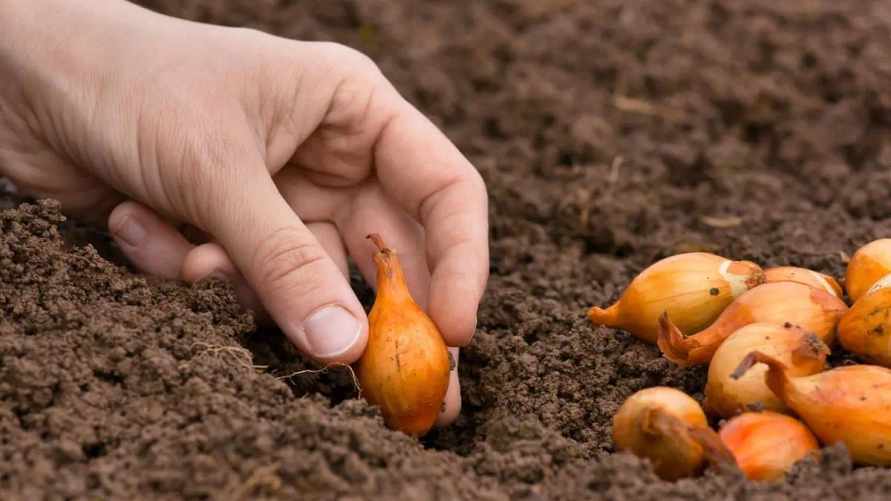 Фото иллюстрационное