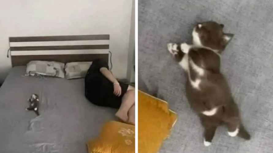 Эти 15 забавных котов заставили интернет умиляться и смеяться в голос