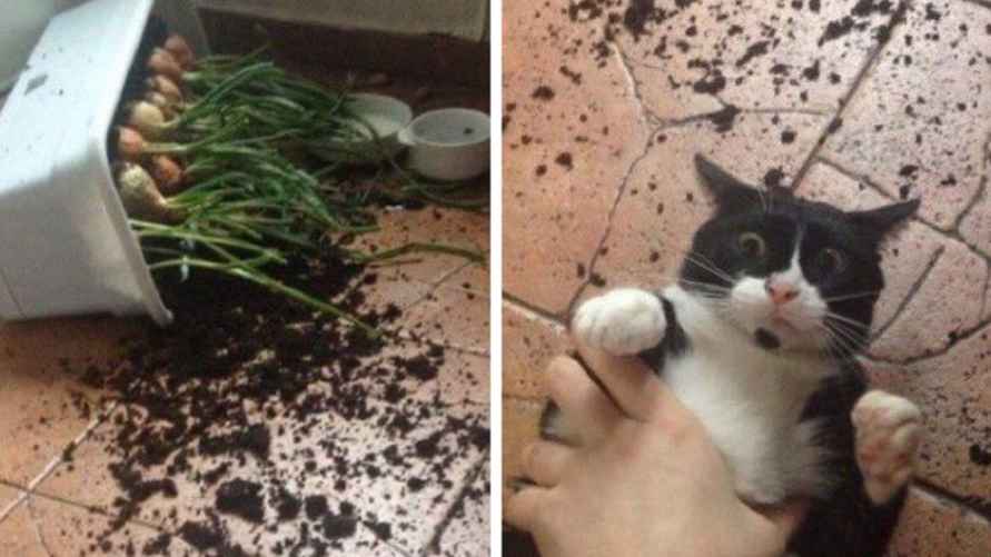 Эти 15 забавных котов заставили интернет умиляться и смеяться в голос