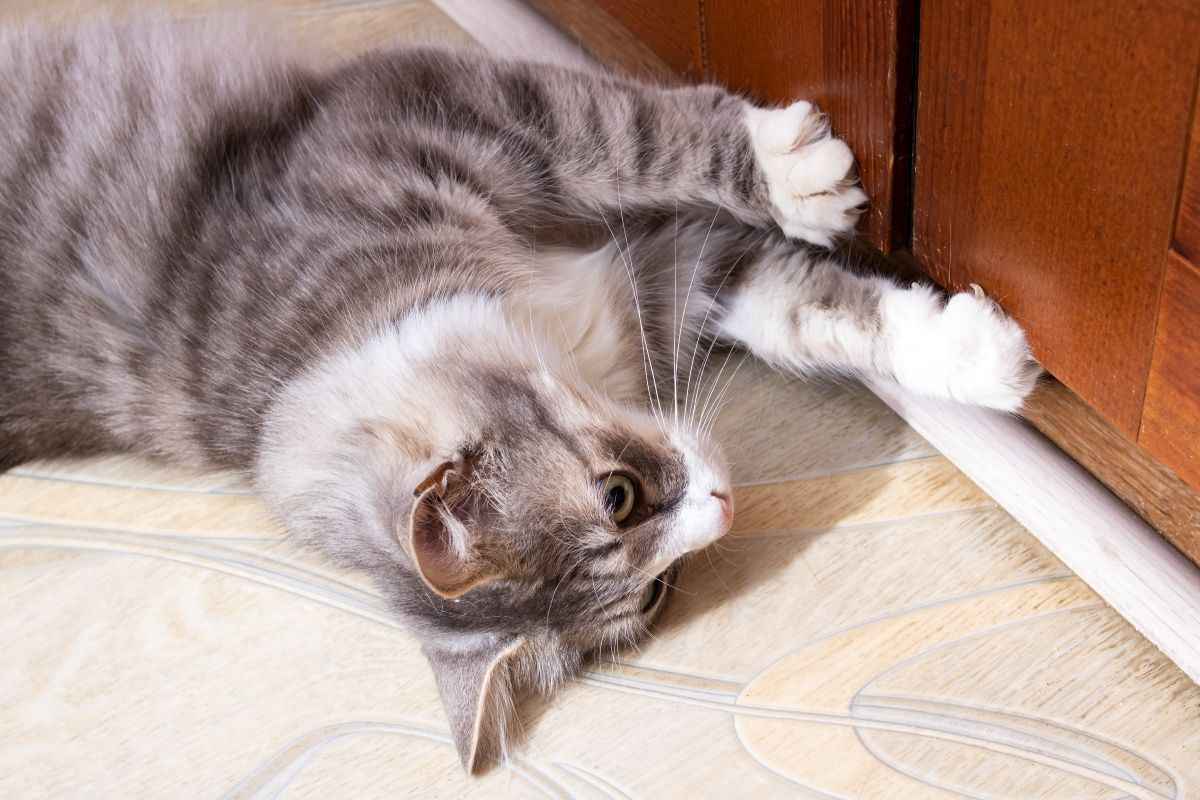 Почему коты скребутся в дверь? Вот как отучить и когда нужно обратиться к ветеринару