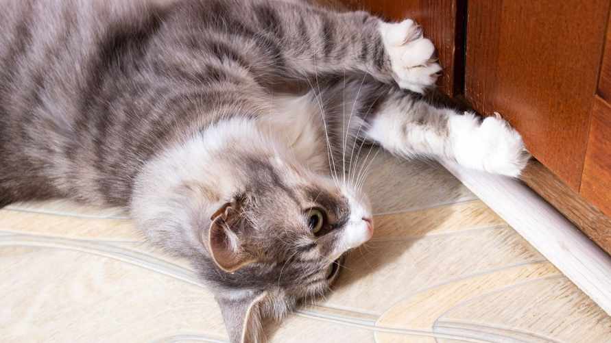 Почему коты скребутся в дверь? Вот как отучить и когда нужно обратиться к ветеринару
