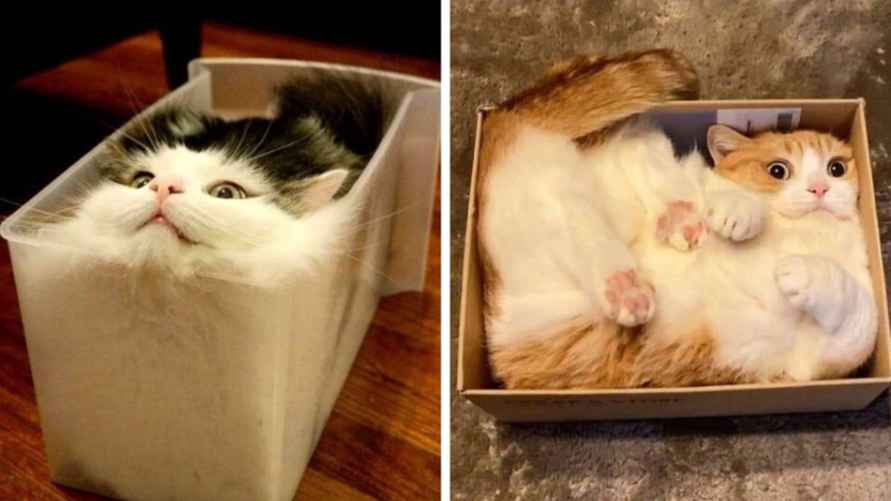 Эти 15 забавных котов заставили интернет умиляться и смеяться в голос