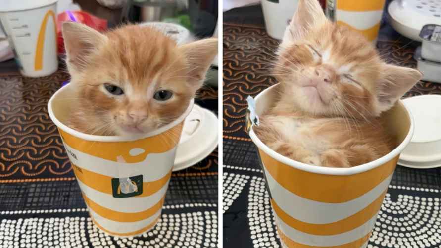 Эти 15 забавных котов заставили интернет умиляться и смеяться в голос