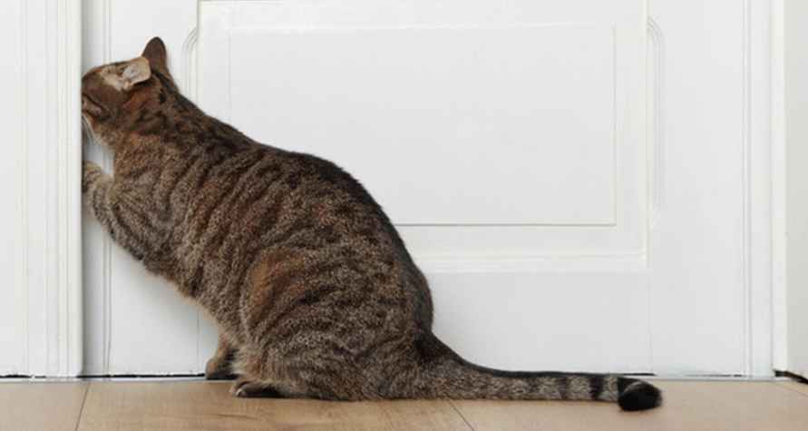 Почему коты скребутся в дверь? Вот как отучить и когда нужно обратиться к ветеринару