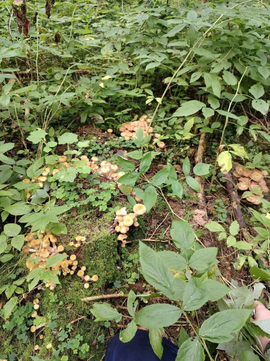 Лезут, родненькие — Белорусы показали, какие грибы собрали в первые дни осени. Где нашли россыпь опят?