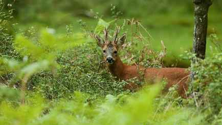 В Пружанах мужчину отправили на «химию» за убитую косулю