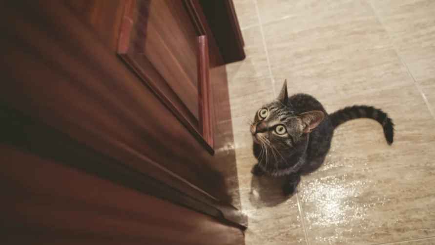 Почему коты скребутся в дверь? Вот как отучить и когда нужно обратиться к ветеринару