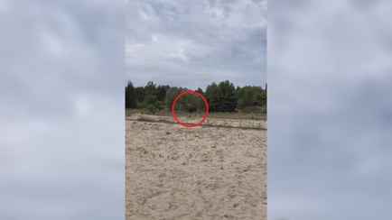 «Опасней медведя» — Лось прямо в Бресте напугал рыбаков. Как?