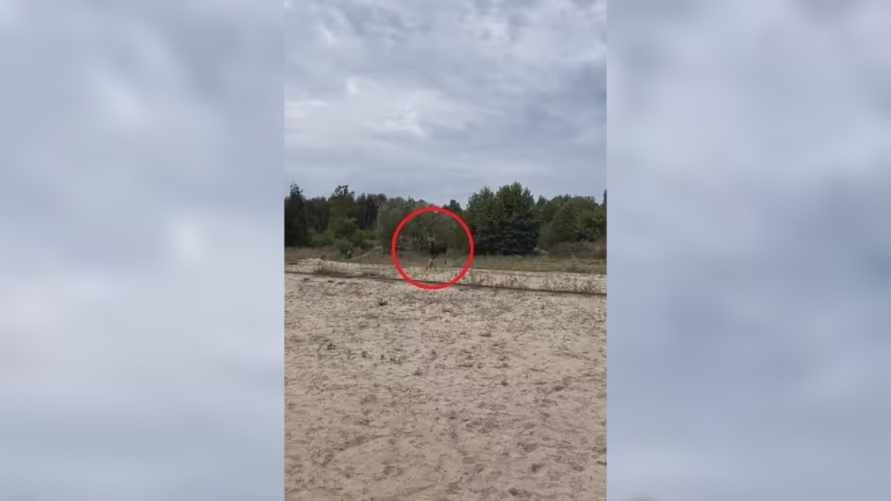 "Опасней медведя" - Лось прямо в Бресте напугал рыбаков. Как?