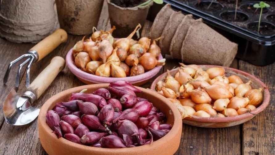 Обработайте лук одним из трёх подручных средств перед посадкой на зиму. Обильный урожай соберёте на месяц раньше