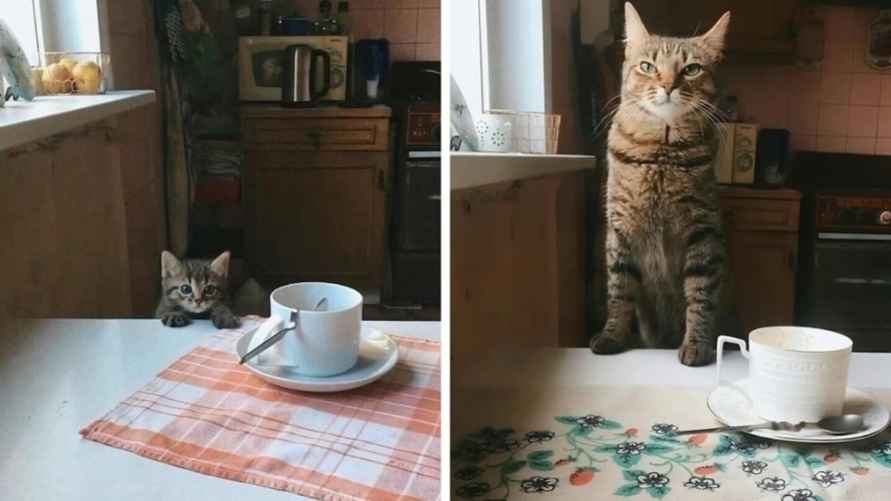 Эти 15 забавных котов заставили интернет умиляться и смеяться в голос