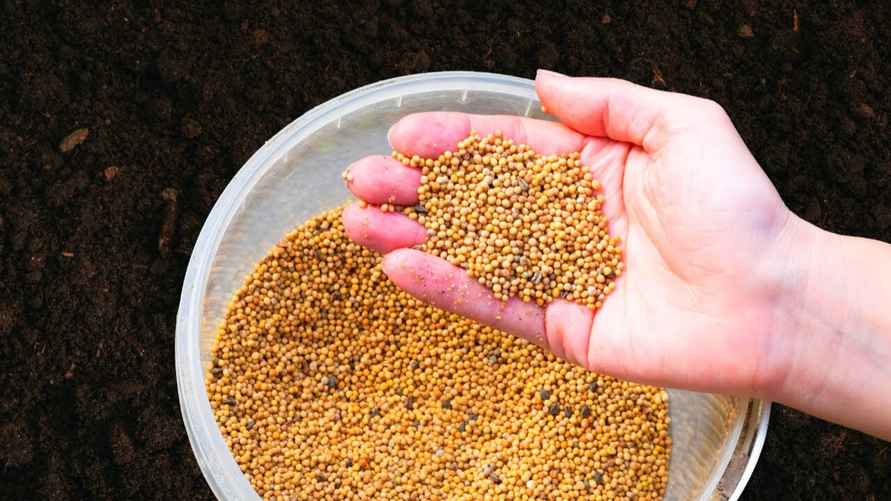 Посейте на месте огурцов эти 4 растения в сентябре. Урожай получится небывалым в следующем году