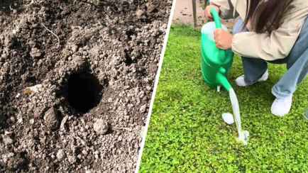 Залейте норки медведок этим раствором осенью. Через пару минут останется только собрать