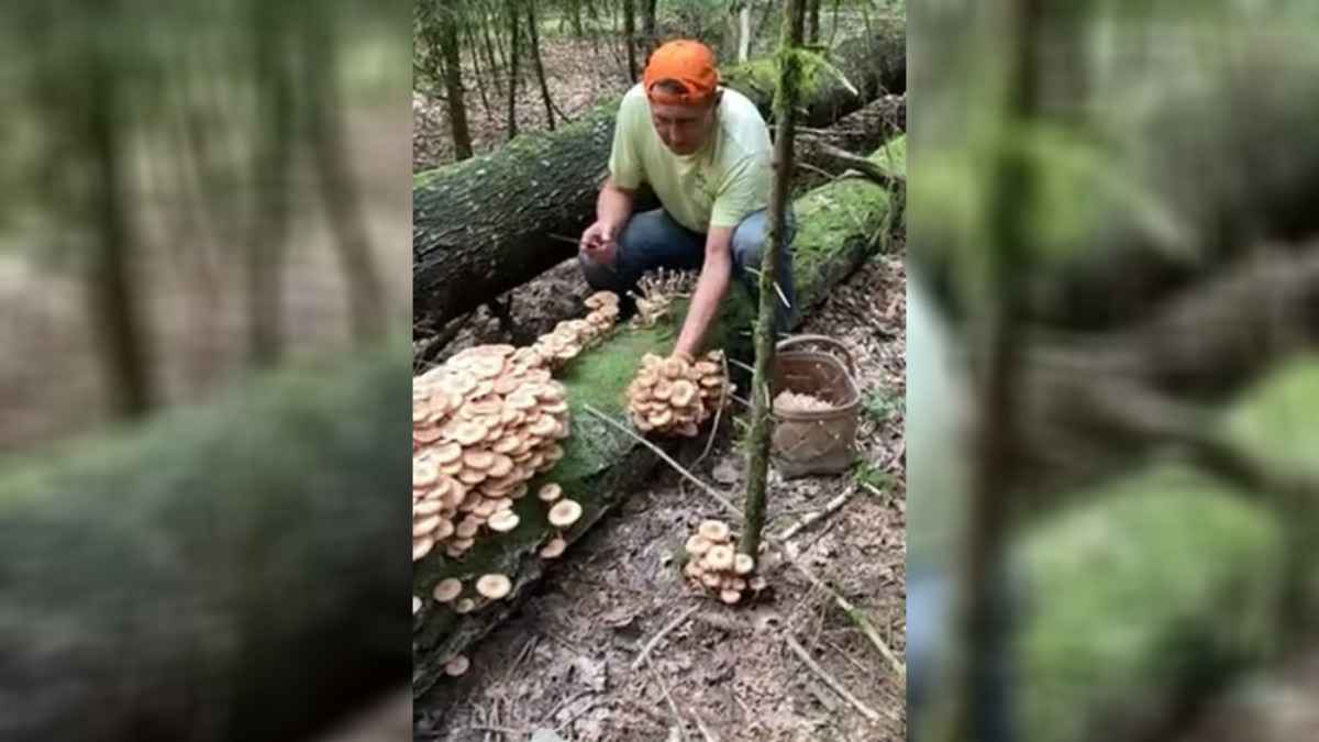 Белорусы назвали место, где пошли особые опята - "Таких лет 10 не собирали"